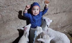 Eskişehir'de 3 yaşındaki çocuk kuzuların arasında kalınca...