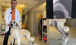 Eskişehir'de yaşama tutunan köpeğe Herkül adı verildi