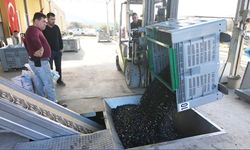 Eskişehir'in Akdeniz'inde zeytinyağının soğuk sıkım yolculuğu