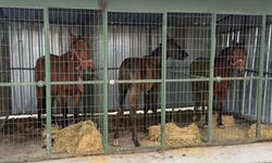 215 kilo kaçak at eti ve 3 canlı at ele geçirildi