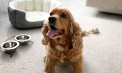 Ankara Pet Kuaför Hizmetleriyle Tanışın