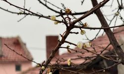 Eskişehir’de kayısı ağacı Aralık ayında çiçek açtı
