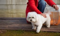 Maltipoo Fiyatlarını Etkileyen Faktörler