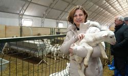 Mineral blok ve fondan arı yemi dağıtımı başlıyor