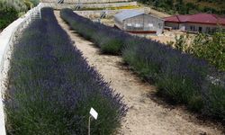 Türkiye'nin en zengin tıbbi aromatik merkezi Eskişehir'de