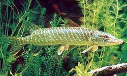 Turna Balığı Avı 15 Aralık İtibarıyla Yasaklandı