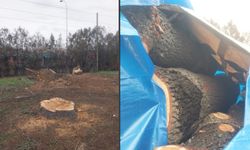 Eski Yunus Emre Devlet Hastanesi Bahçesinde Ağaç Katliamı İddiası