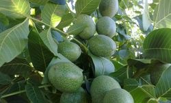 Güven Fidancılık ile Güvenli Tarım