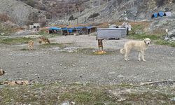 Onlarca köpek bu yuvalarda ısınıyor