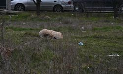 Eskişehir'de toplanmayan başıboş köpekler tedirgin ediyor