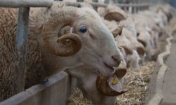 Türkiye'nin en değerli koçları rekor fiyatlara satılıyor