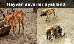 Bozüyük Belediyesi'ne ait barınakta aç kalan köpekler birbirini yedi