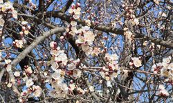 Eskişehir'e bahar erken geldi