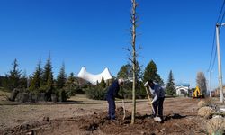 Sazova’da çınarlar toprakla buluşuyor