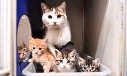 Ben de ailenizin bir parçası olabilir miyim?