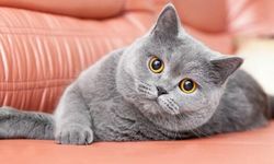British Shorthair Kedi Irkı: Evde Bakımı ve Yaşam Rehberi