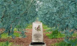 Dorlion zeytinyağı kalitesini ödüllerle tescilledi