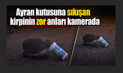 Ayran kutusuna sıkışan kirpinin zor anları