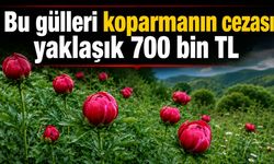 Bu güller el yakıyor