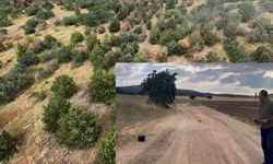Kayıp gebe ineği dron ile arıyorlar