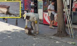 Sokağı kaplayan arılar tedirgin etti