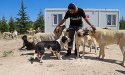 5 Bin Köpek Kapasiteli Yeni Yaşam Alanı