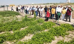 "Tarla Günü"nde 15 farklı çeşit üreticiyle buluşacak