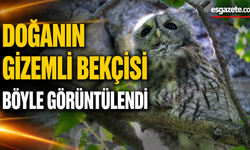 Doğanın gizemli bekçisi alaca baykuş Kayseri'de görüntülendi