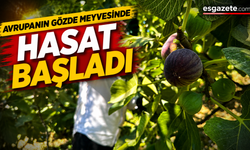 Hasat iyi başladı ancak fiyatlar düşüşe geçti