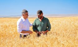 ETİ, kuraklığa dayanıklı Kanatlı Buğdayı'nın ilk tohumluk hasadını gerçekleştirdi