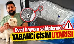 Evcil hayvan sahiplerine yabancı cisim uyarısı