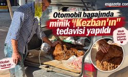 Otomobil bagajında minik "Kezban'ın" tedavisi yapıldı