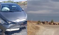 Yola aniden çıkan koyun kazaya sebep oldu, 1 yaralı