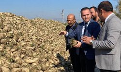 Alpu Kaymakamı Sönmezel şeker pancarı hasadına katıldı