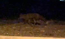 Eskişehir Yaşamkent'te gece tilki görüldü