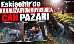 Kanalizasyon kuyusuna düşen atı AFAD ekibi kurtardı