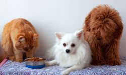 Kedi ve Köpeklerde Fazla Kilo: Yeni Anket Beslenme Alışkanlıklarına Dikkat Çekiyor