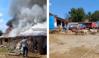 Eskişehir'de fareler yangın çıkardı!