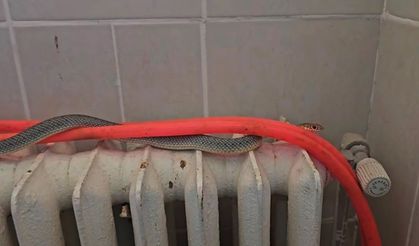 Restoran tuvaletindeki yılan korkuttu