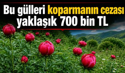 Bu güller el yakıyor