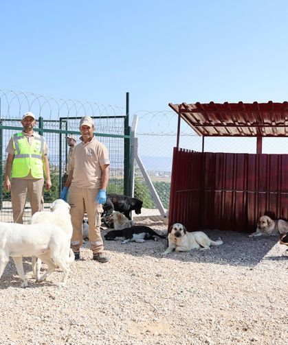 Büyükşehirden 2025’te doğaya ve can dostlara tam destek