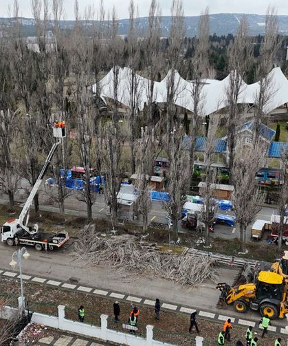 Ömrünü tamamlayan kavaklar yerini çınarlara bırakıyor
