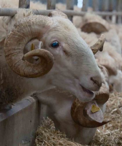 Türkiye'nin en değerli koçları rekor fiyatlara satılıyor