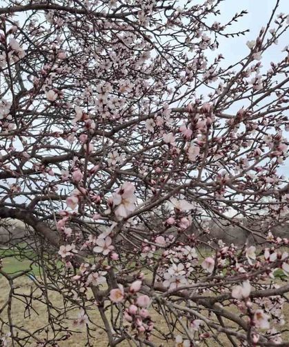 Yalancı bahara aldanan ağaçlar erkenden çiçek açtı