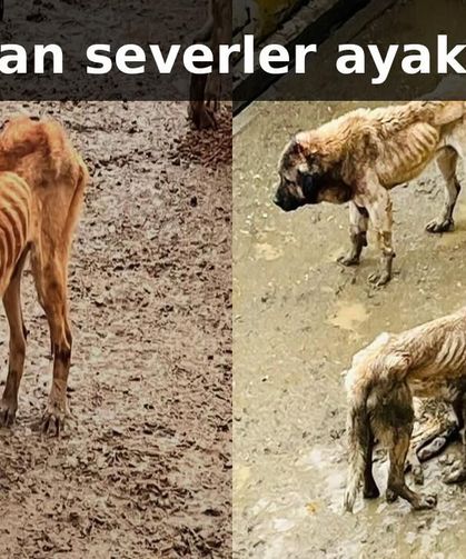 Bozüyük Belediyesi'ne ait barınakta aç kalan köpekler birbirini yedi