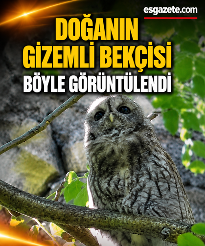 Doğanın gizemli bekçisi alaca baykuş Kayseri'de görüntülendi