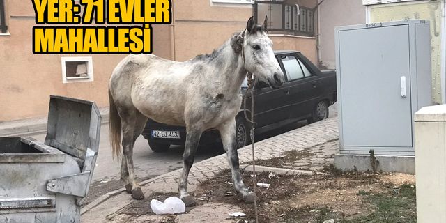 Başıboş atlar yine Eskişehir sokaklarında