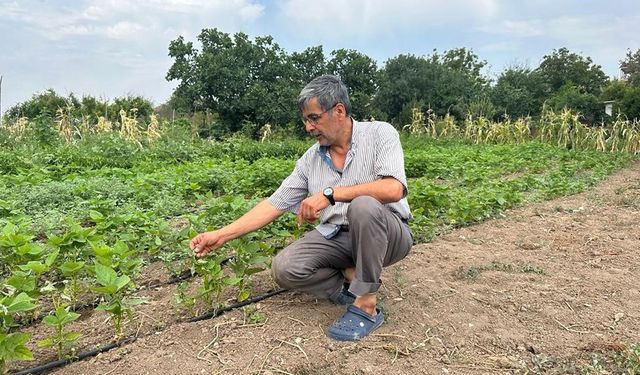  Yüksek sıcaklıktan üzümler yandı