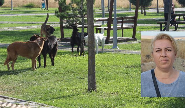 Başıboş köpek sorunu mahalleliyi isyan ettirdi