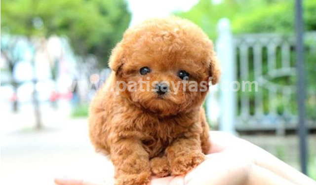 Toy Poodle: Özellikleri, Fiyatları ve Sahiplenme